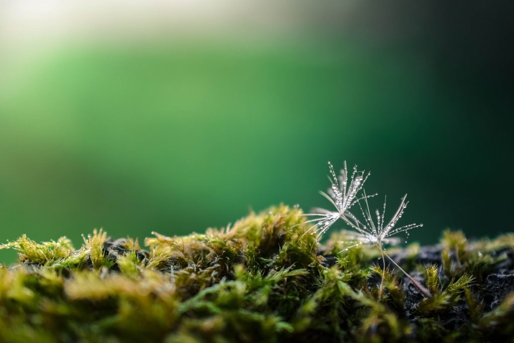 dandelion-1737324_1920